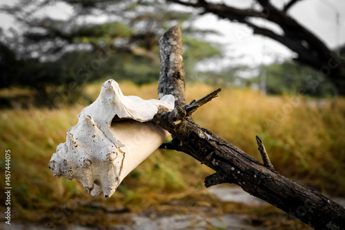 Fotografi a conch shell on a tree branch with vegetation in the coastal background