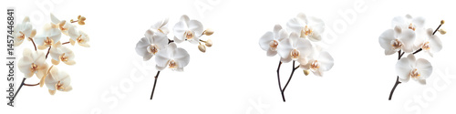 Set, group, collection of attractive White Color Vanilla Orchid isolated on a transparent background.