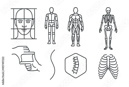 Line style icons of anatomy and proportion studies: head proportion grid, mannequin figure, muscle map icon, skeleton overlay, foreshortening hand frame, gesture curve line, spine and tilt badge,
