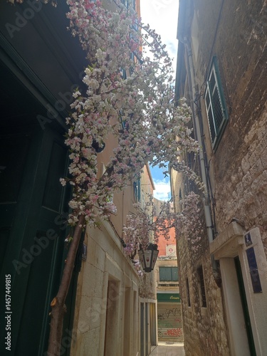 Charming Narrow Alleyway with Blooming Tree in Old European Town