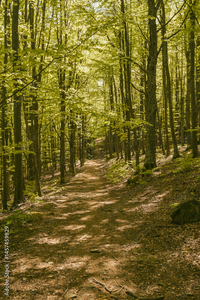 Obraz premium Il bosco dell’appennino bolognese in primavera
