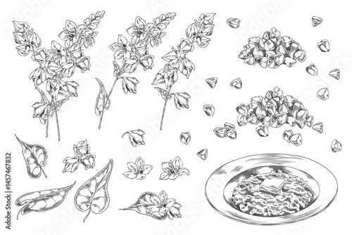 Set of Monochrome Sketch with Branches, Leaves, Flowers, Buckwheat Grains and Porridge Plate.
