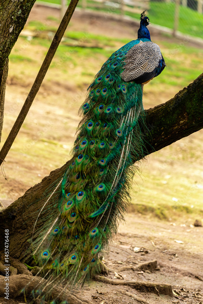Obraz premium closeup on a peacock on the farm