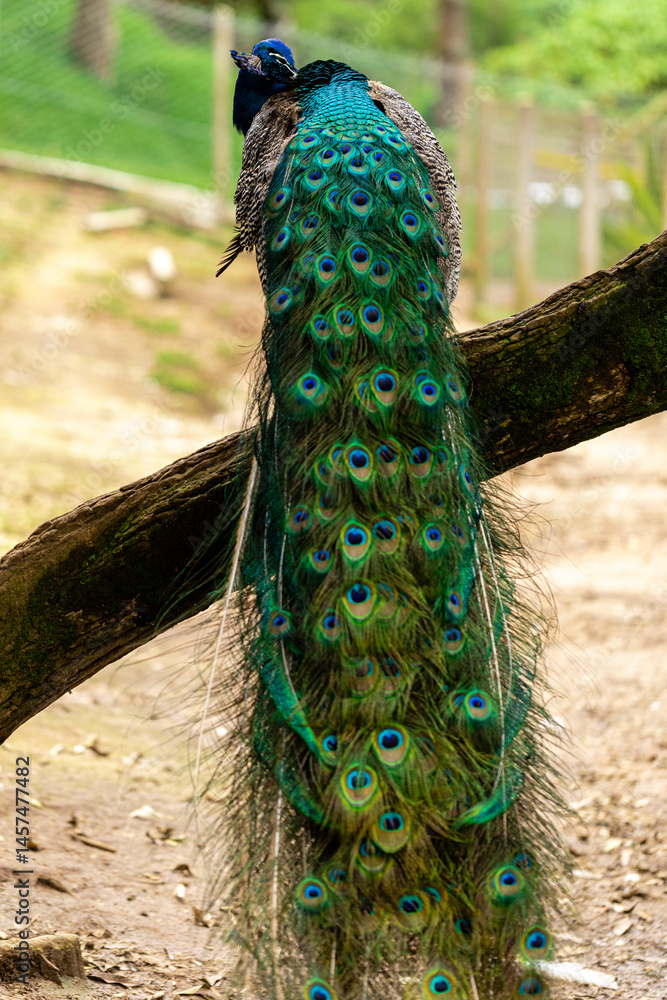 Fototapeta premium closeup on a peacock on the farm
