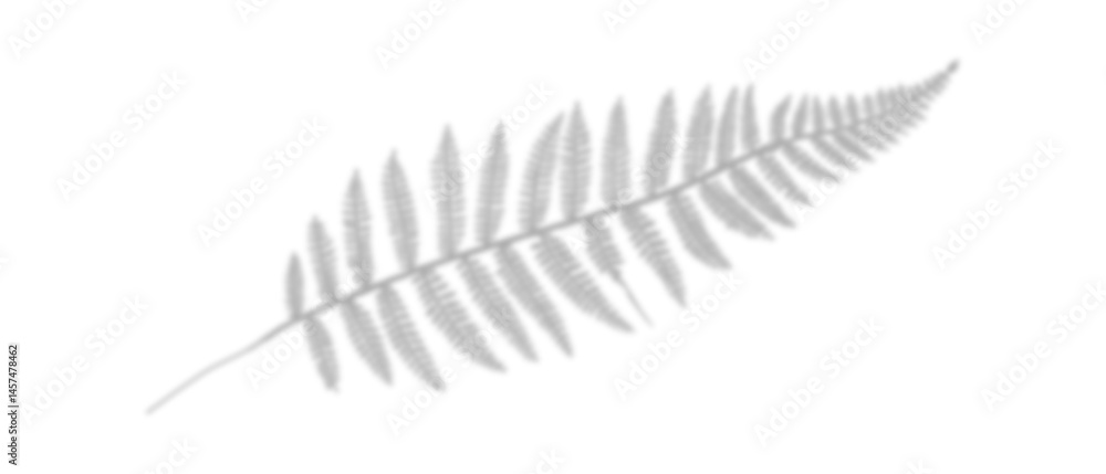 shadow from plant branches on white isolated background close-up