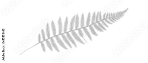 Obraz na płótnie shadow from plant branches on white isolated background close-up w salonie