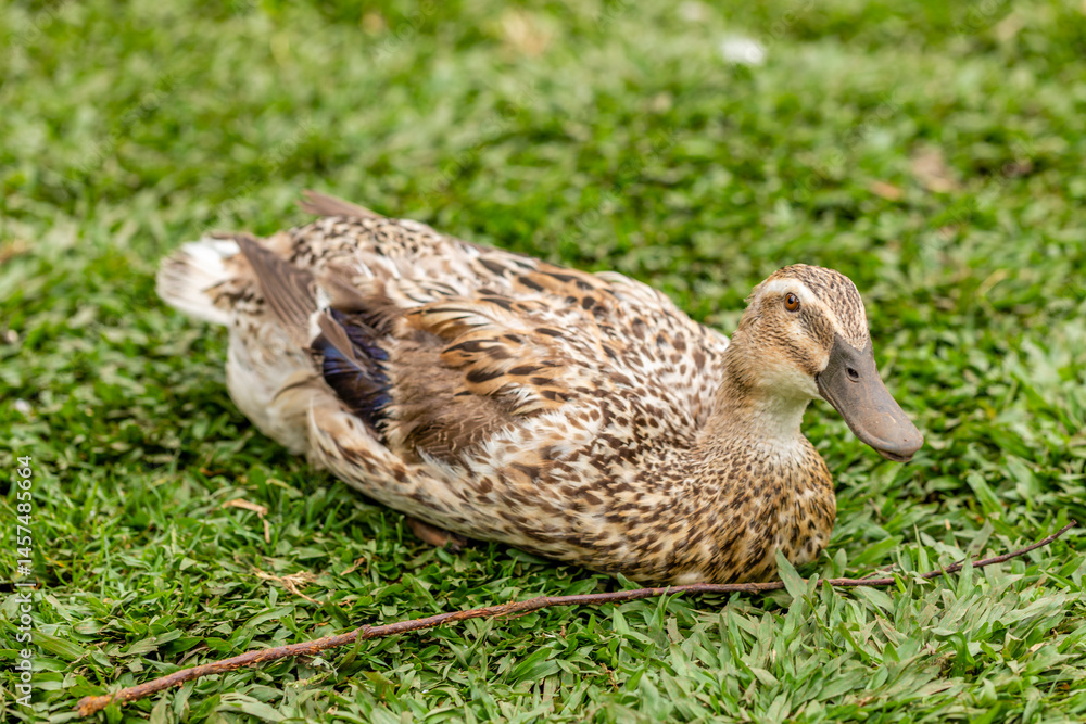 Fototapeta premium Closeup on a duck on the farm