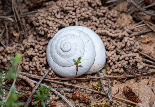 Schilderij op canvas Sphincterochila candidissima, a land snail on dry Mediterranean substrate, showing characteristic white shell adaptation
