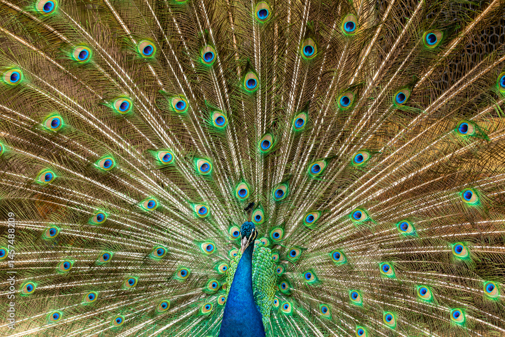 Fototapeta premium closeup on a peacock on the farm