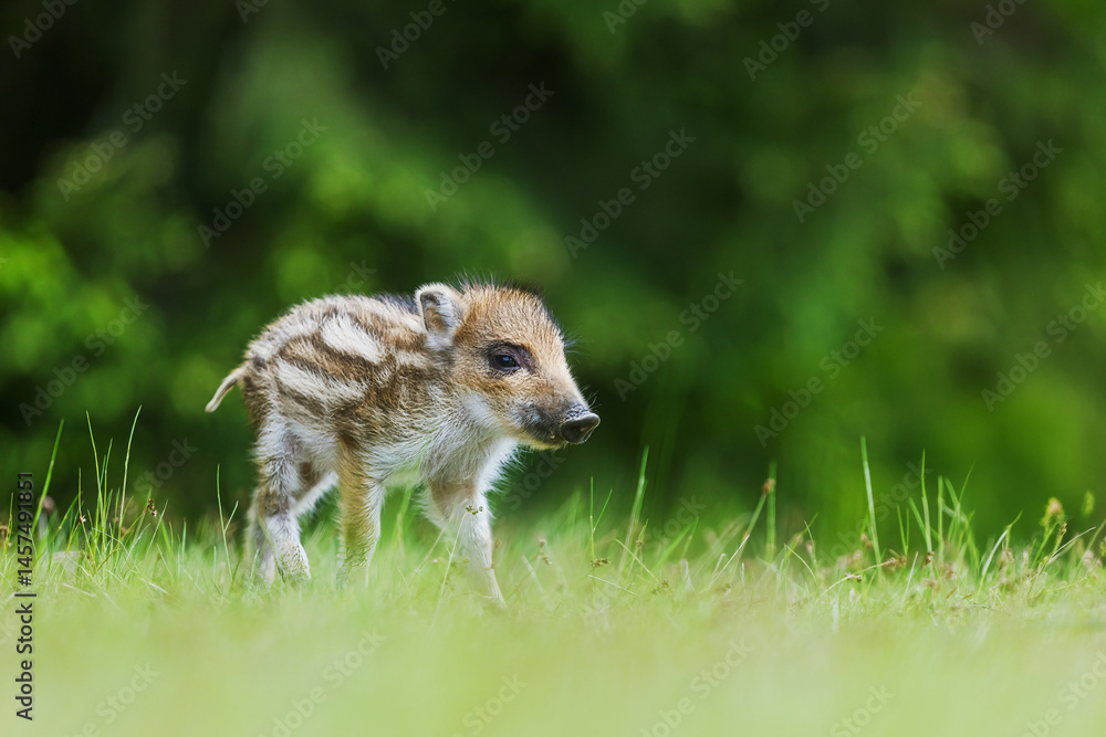 Obraz premium little wild boar (Sus scrofa) in the grass by the forest