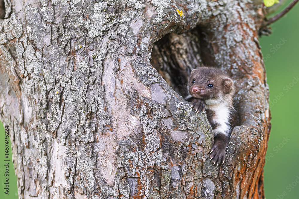 Fototapeta premium little beech marten (Martes foina) in the hollow of the tree waiting for mom