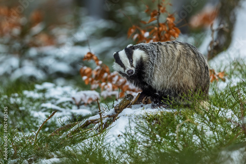 European badger (Meles meles) in winter in the forest