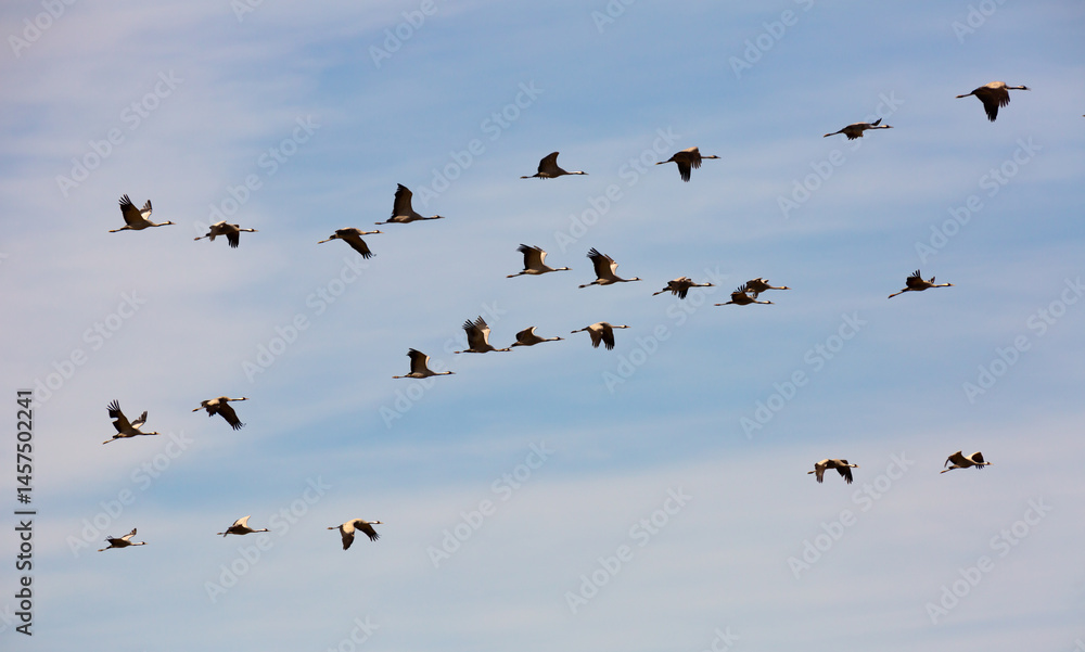Fototapeta premium Large flock of cranes flying in blue spring sky. Bird migration time..