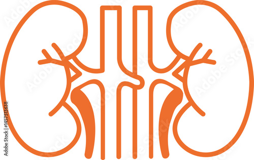 Human kidney outline icon representing renal system urinary health organ function urology medical care and internal anatomy diagram for healthcare education