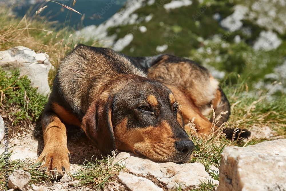 Stray dog lying on the rocks on a mountain