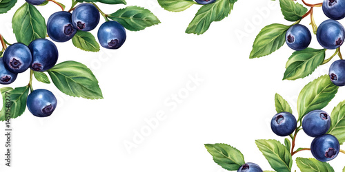 Fresh blueberries with green foliage on black background for vibrant design
