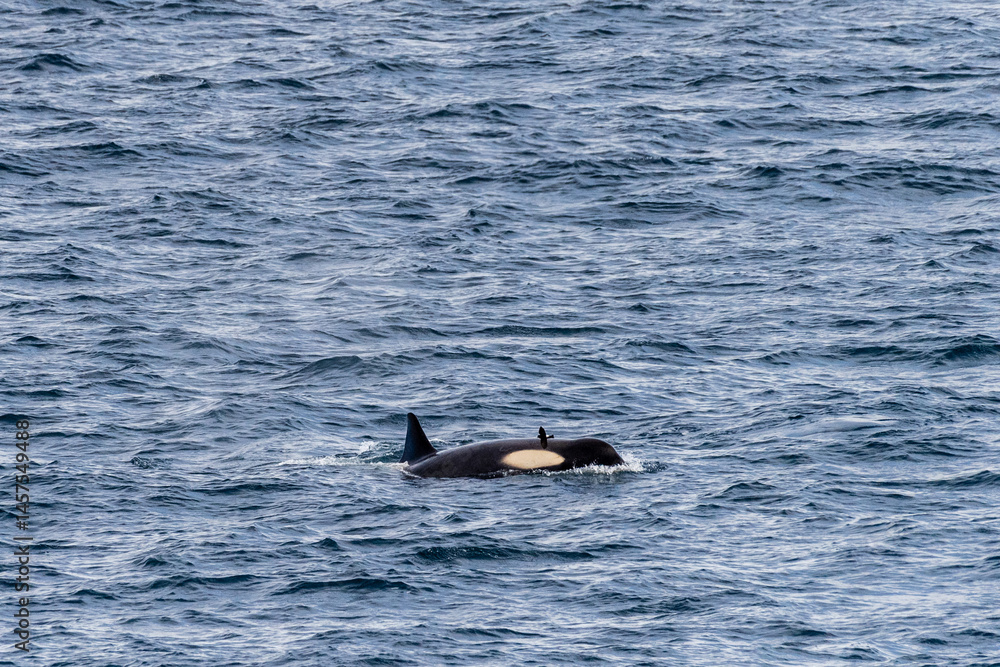 Fototapeta premium Close-up of a killer whale, Orcinus orca, swimming in the waters of the Antarctic peninsula, near Anvers Island.