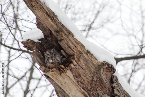 Screech Owl hiding from the cold in winter