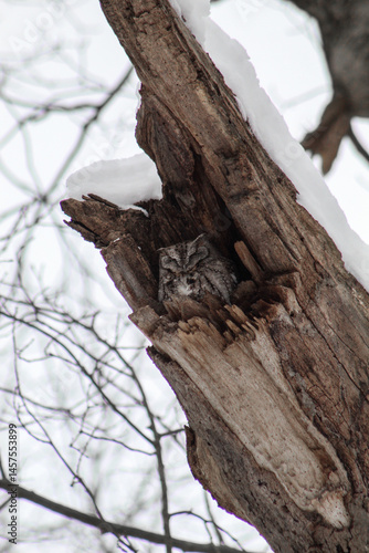Screech Owl hiding from the cold in winter
