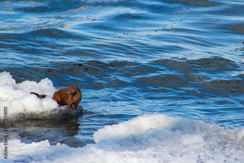 Mink resting on ice in winter