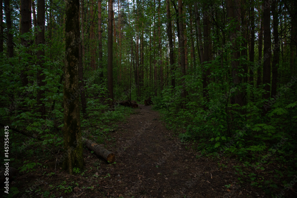 Fototapeta premium Beautiful path in the green spring woods. Natural colors