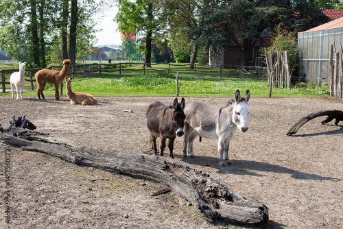 Two donkeys standing together on a farm, surrounded by a rustic countryside setting.