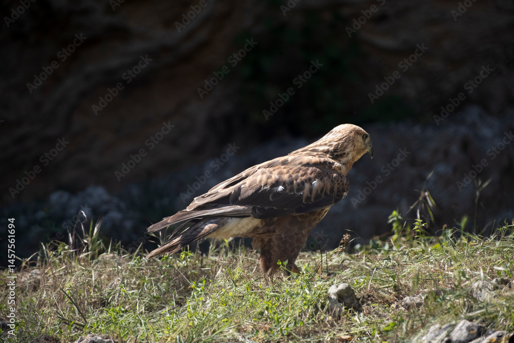 Fototapeta premium Eagle standing on the grass