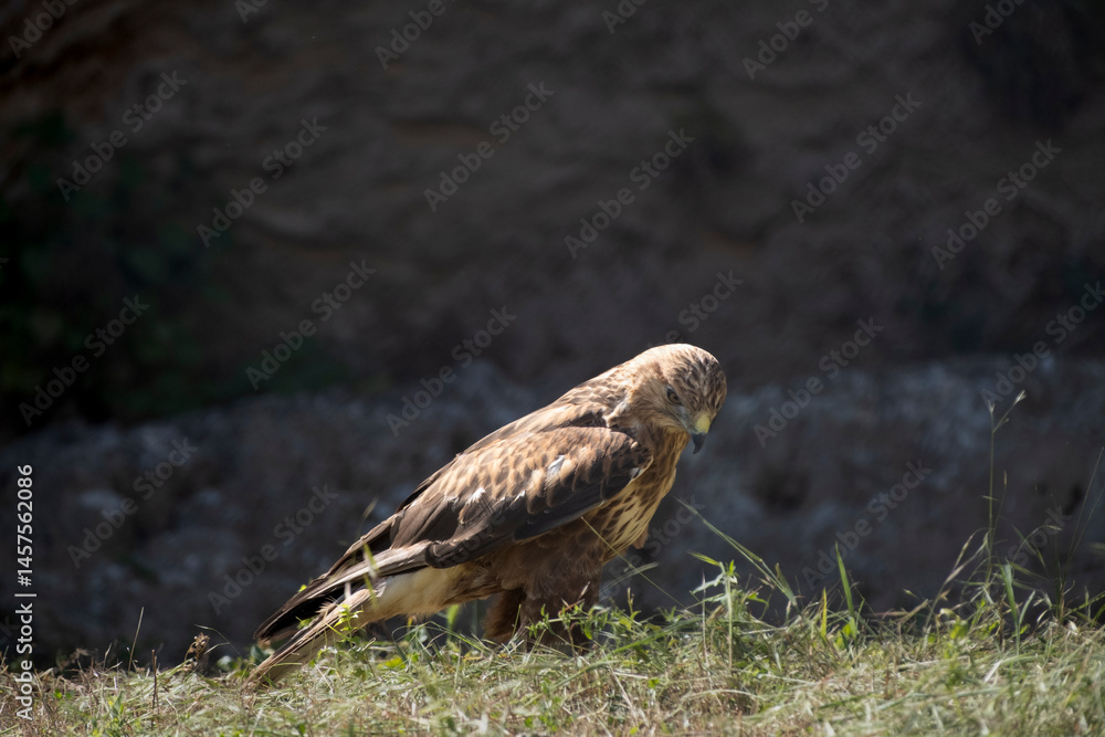 Fototapeta premium Eagle standing on the grass