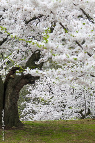Sakura Cherry Blossom Trees in Springtime