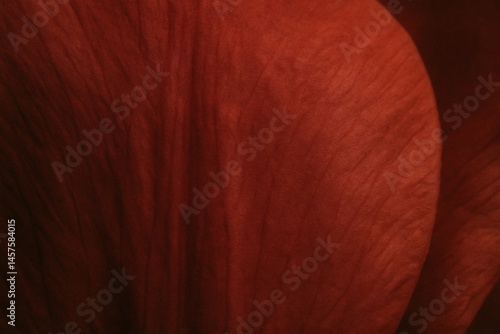 Obraz na płótnie tulip petal texture closeup with soft red macro details for abstract background w salonie