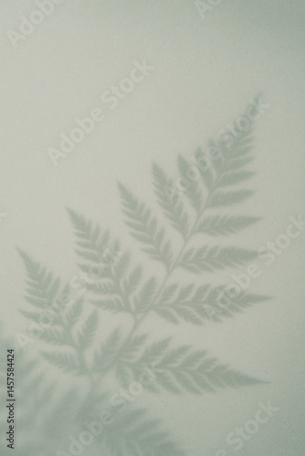 Obraz na płótnie fern leaf shadow on light green background for natural botanical abstract w salonie
