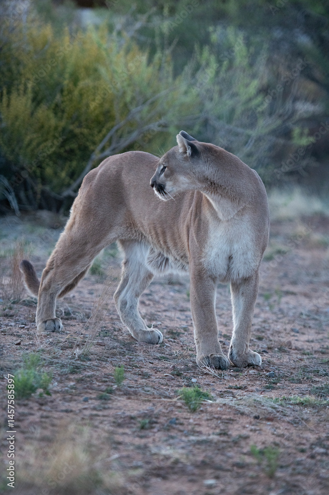 Naklejka premium majestic powerful intimidating wild desert mountain lion