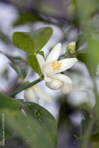 ユズ（柚）の花