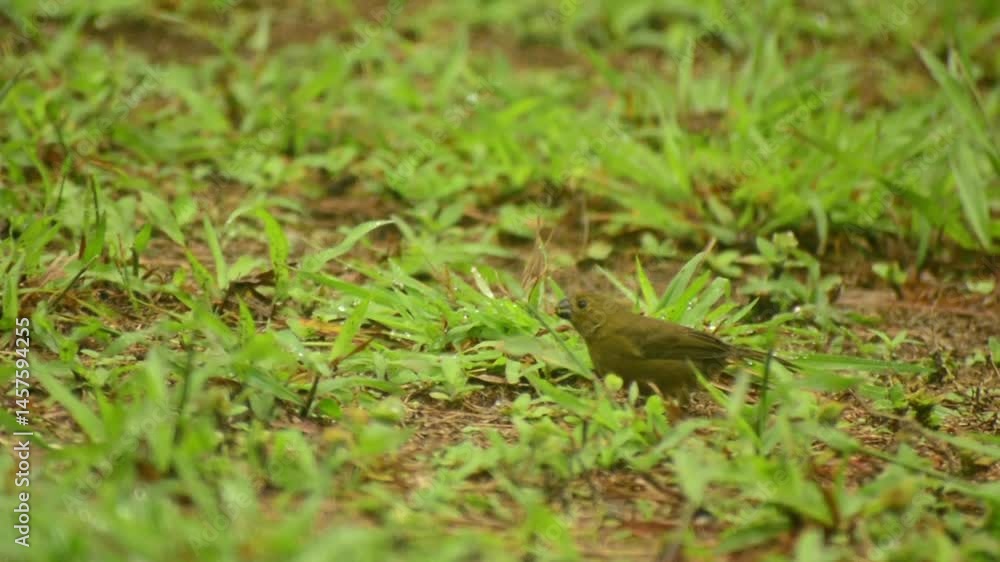 bird - Costa Rica bird - Costa Rica