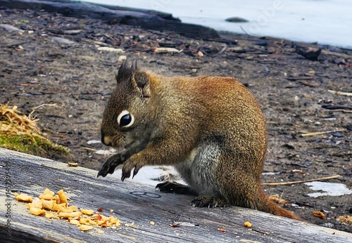squirrel in the park