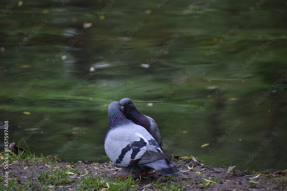 Obraz premium pigeon on the rocks