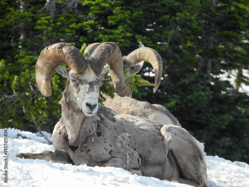 big horn sheep