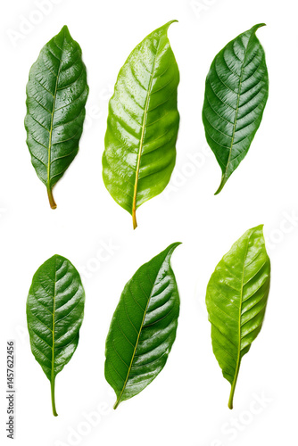 guarana leaf set on white background