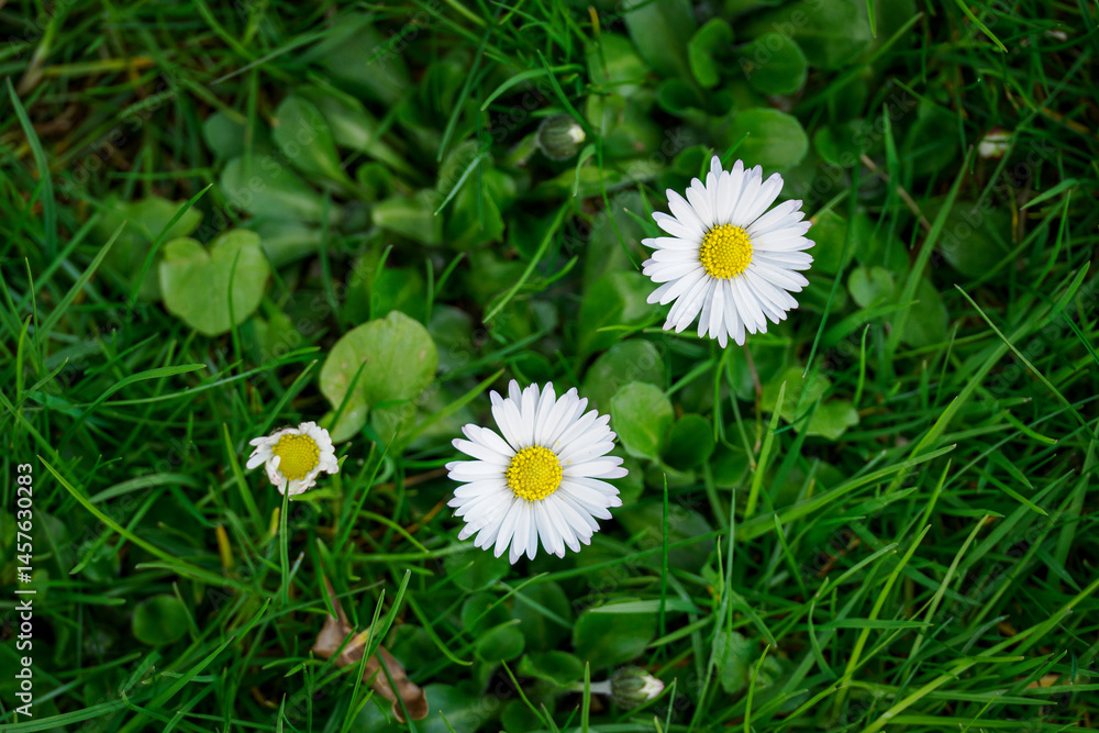 Blooming daisies in the lawn - top view.