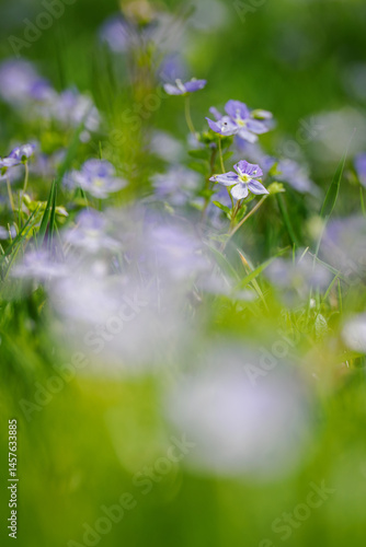 The blue, fresh flowers burst forth from the resequillette.
