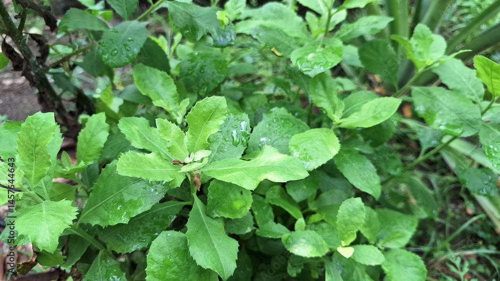 Obraz premium Green Indian Camphorweed Leaves Close-Up – Pluchea Indica Herbal Plant Used in Traditional Medicine and Aromatic Healing Remedies