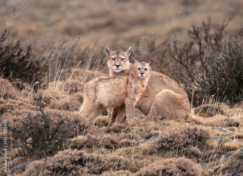 Puma madre e hijo