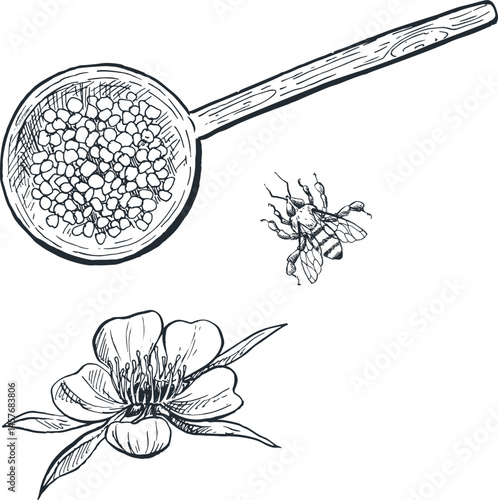 illustration sketch of bee pollen spice plant for traditional Indonesian Asian cooking spices