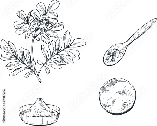 Illustration sketch of moringa spice plant for traditional Indonesian Asian cooking spices