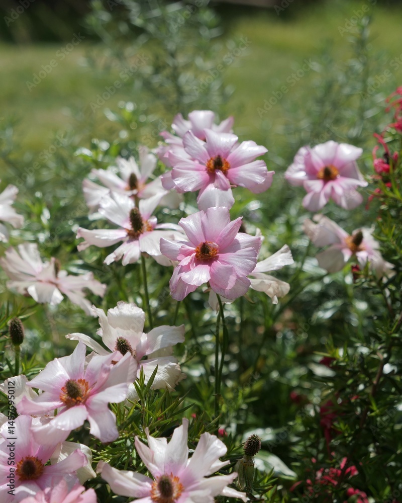 Obraz premium 公園の花壇にピンクの花が咲いている