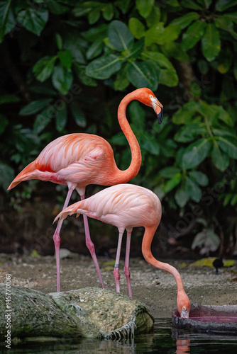 A pink Caribbean flamingo near a body of water.