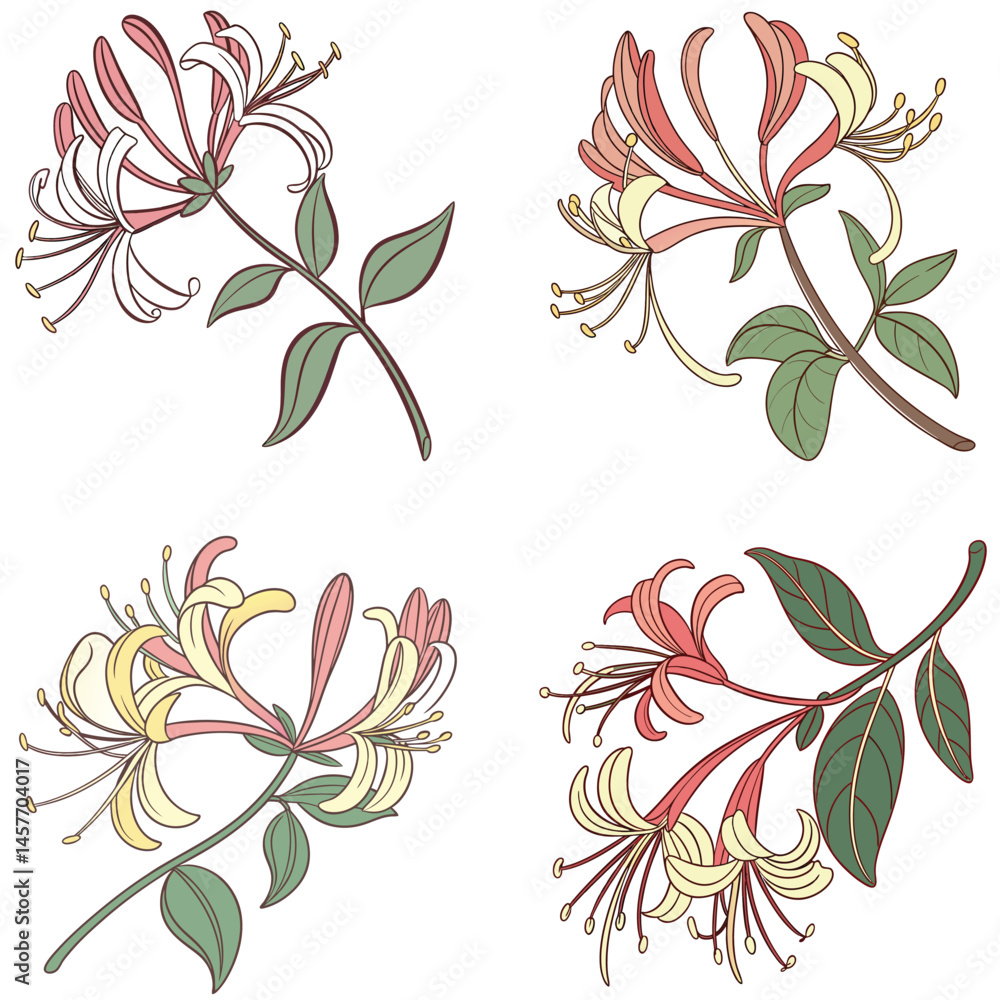 Obraz premium A honeysuckle flower icon with tubular petals and curling tendrils.