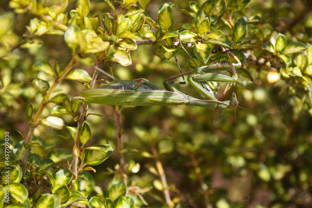 Green praying mantis camouflaged in a bush Green praying mantis camouflaged in a bush