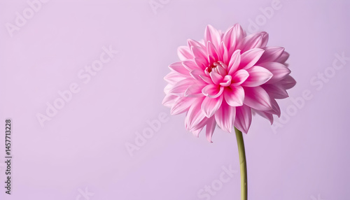 Vibrant Pink Flower Against Soft Lavender Background