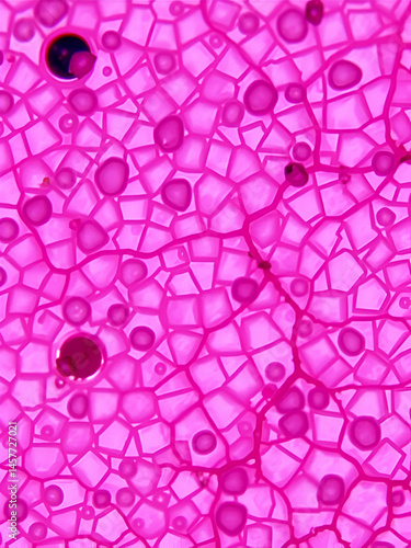 Liver Tissue: A microscopic image of liver tissue, highlighting hepatocytes and sinusoids.